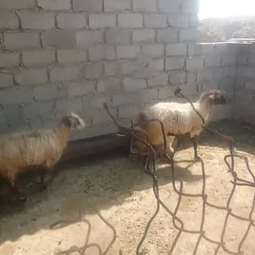 owec goyun