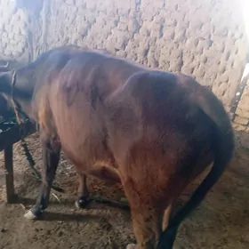 Gulajyn göle