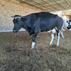 çerny pÿest sygyrlar