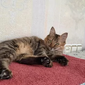 Домашняя кошка