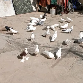 kepderi