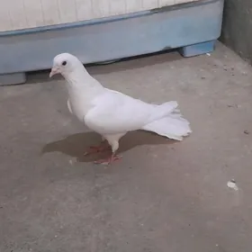 kepderi.
