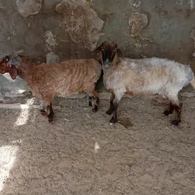 tokly goyun