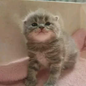 Котёнок