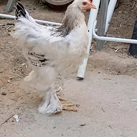 brama
