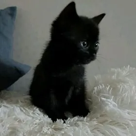 Котёнок мальчик