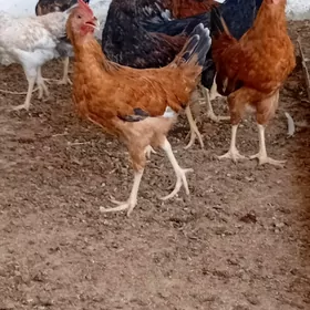 horoz