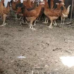 jüje