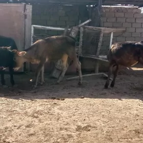 golele