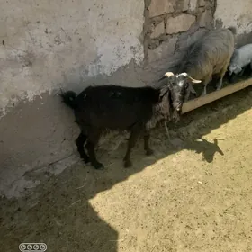geci