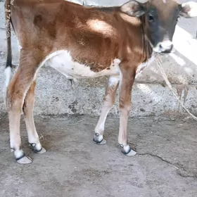 Öküz