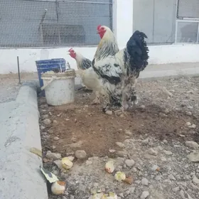 brama