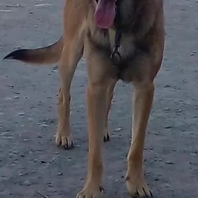 авчарка