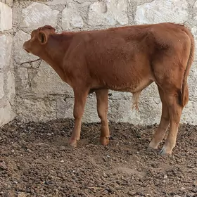 okuzce