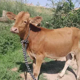 öküzçe