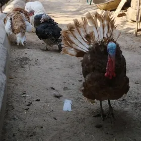 induk yumutga