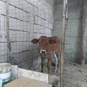 Göle tüwe