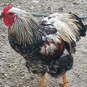 brama horaz