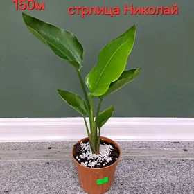 цае oy gulleri