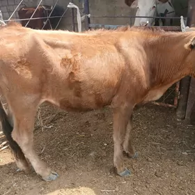 гачар