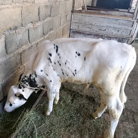 Öküzler