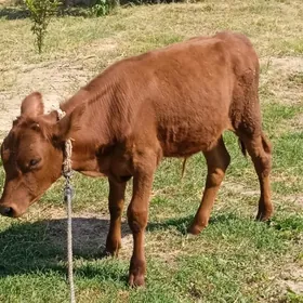 Öküzçe