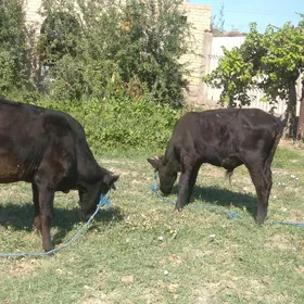 2 sany öküz
