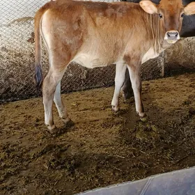 Göle