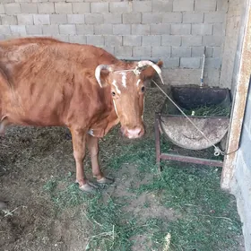 Gysyr sygyr