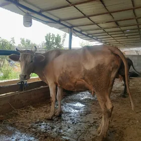 ARGINAL  ŞIWET  SYGYR
