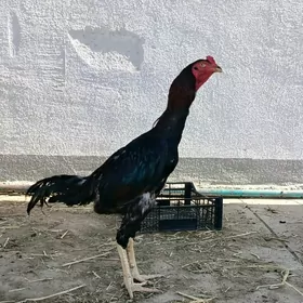 Horaz