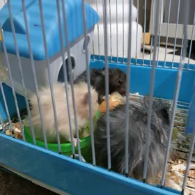 siriyskiy homyak