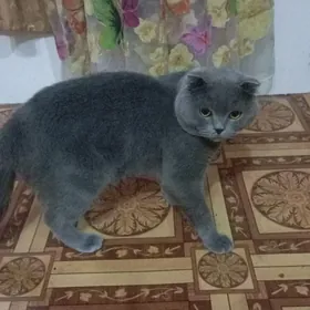 Кот на вязку