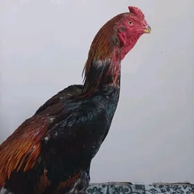 хораз