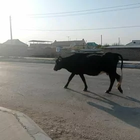 Sygyr