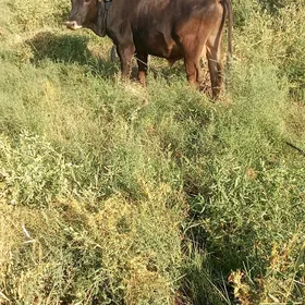 öküz