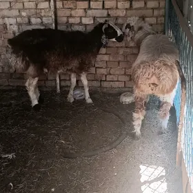 Aşgabat şäheri Hitrowka