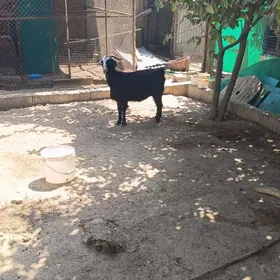 Aşgabat şäheri Hitrowka