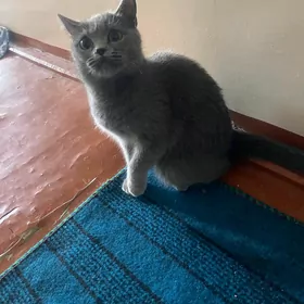 кот продается