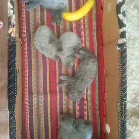 ŞOTLANDSKIÝ PIŞIKLER