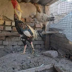 Baysow horaz we mäkisi