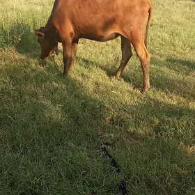 tüwe