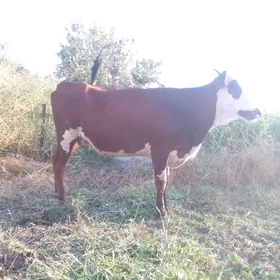 hojek(göle) satlyk