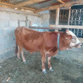 ÖKIZ