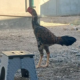 Horaz