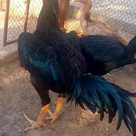 САМАРКАНТ ЖУЖЕ