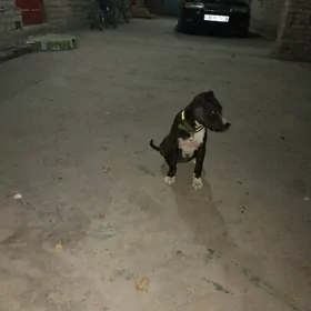 pitbul