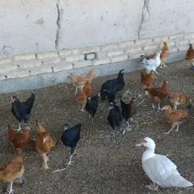 Çüje!!