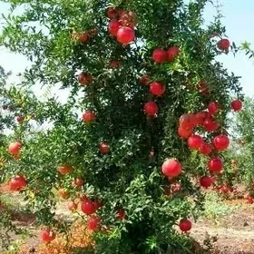 nar sogy