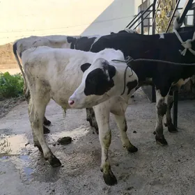 okuzceler